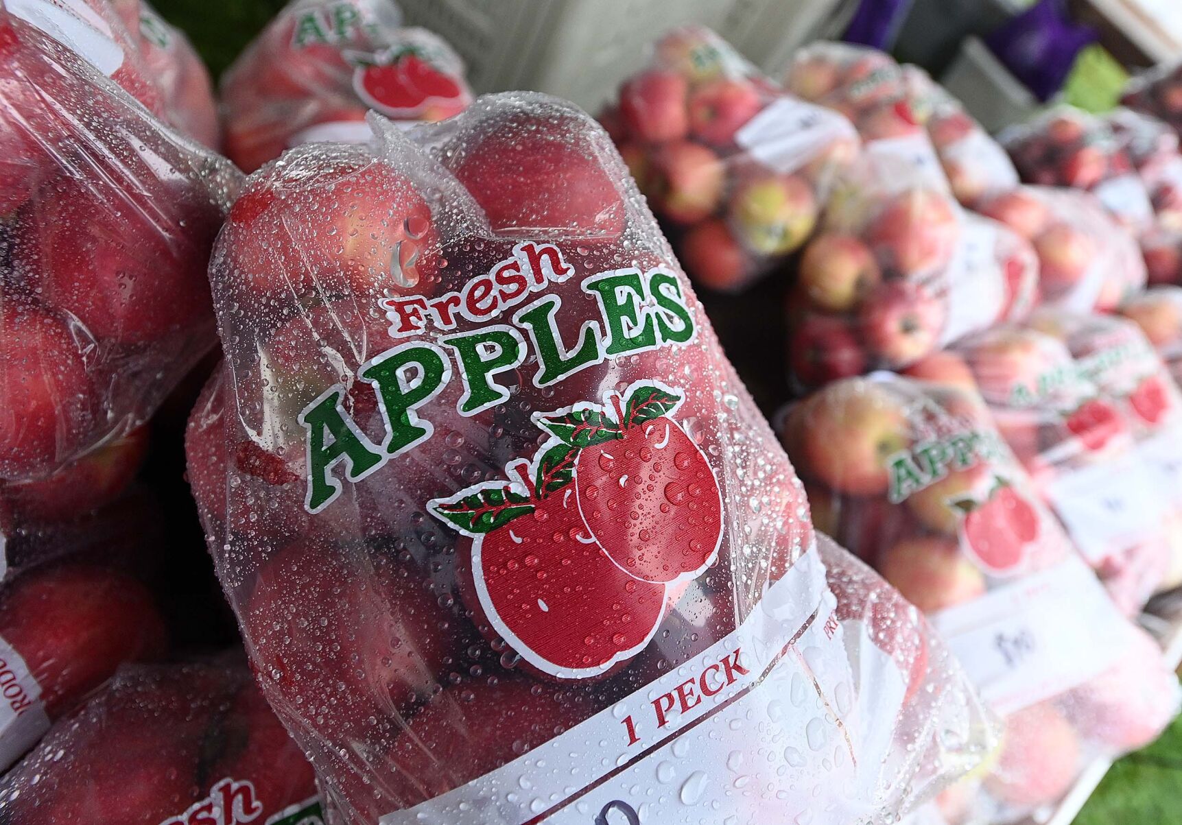 Apple Harvest 10.JPG